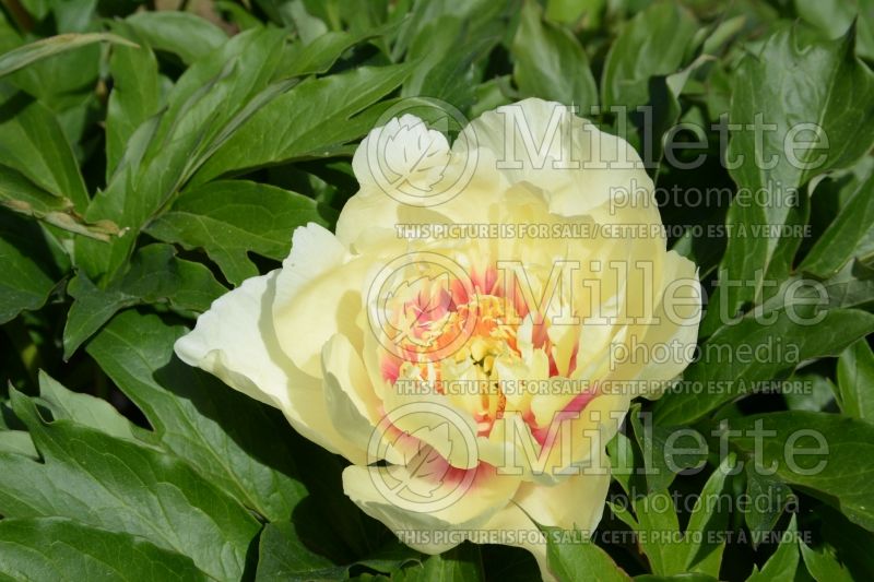 Paeonia Haleigh's Comet (Peony) 2 