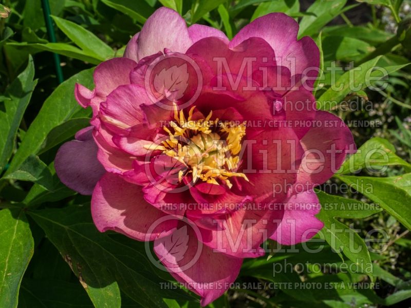 Paeonia Hillary (Peony) 14 