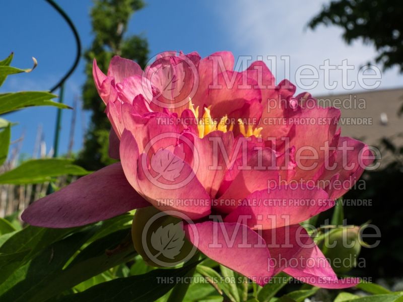 Paeonia Hillary (Peony) 15 