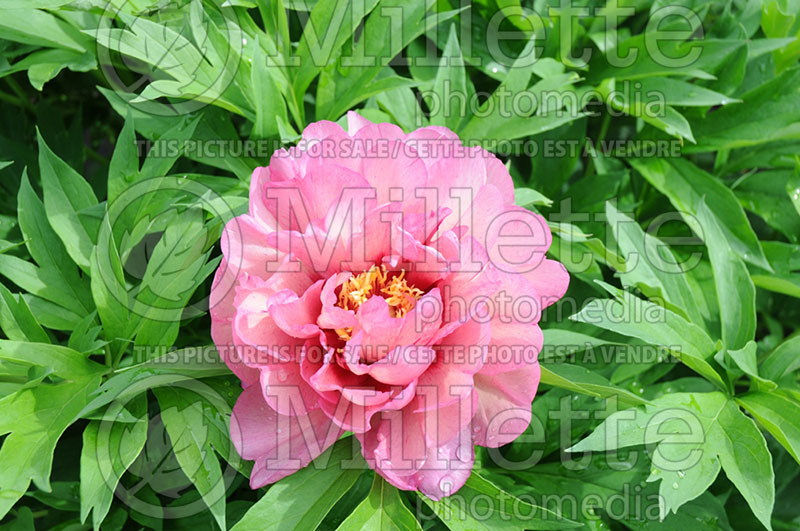 Paeonia Hillary (Peony) 3 