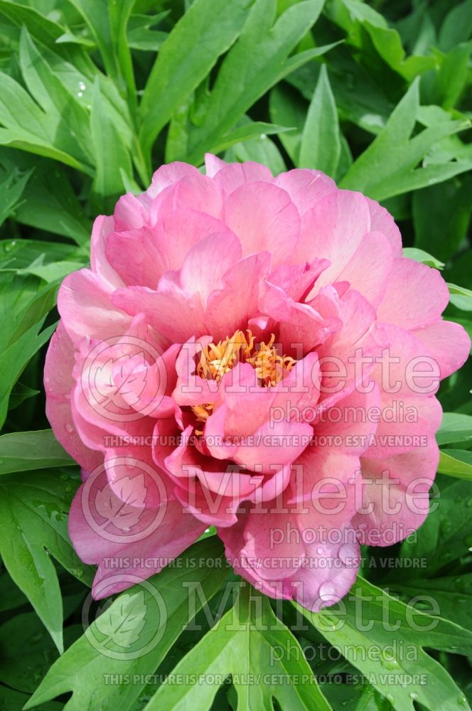 Paeonia Hillary (Peony) 6 