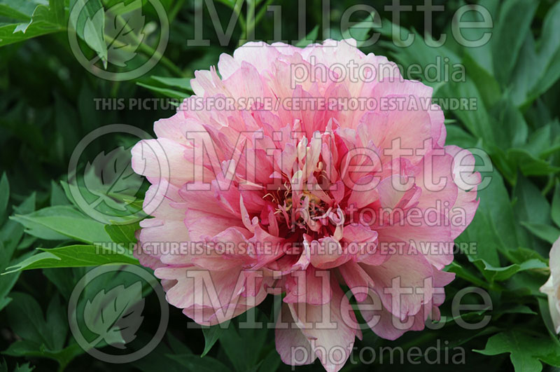 Paeonia Hillary (Peony) 5 