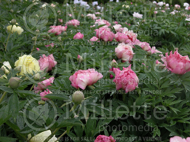 Paeonia Hillary (Peony) 9 