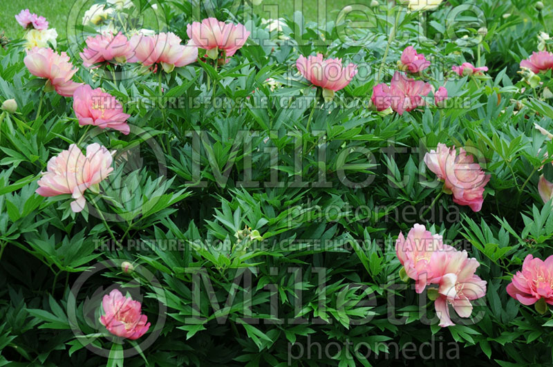 Paeonia Julia Rose (Peony) 3 