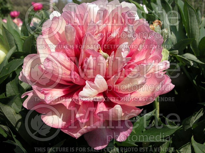 Paeonia Julia Rose (Peony) 2 