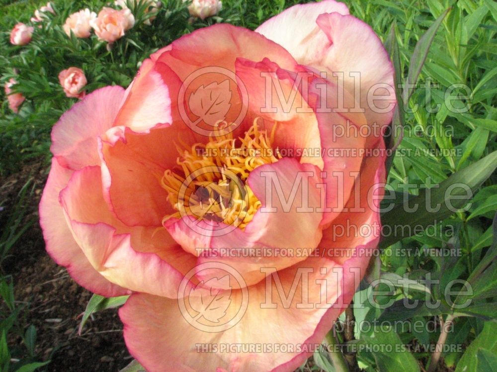 Paeonia Kopper Kettle (Peony) 13