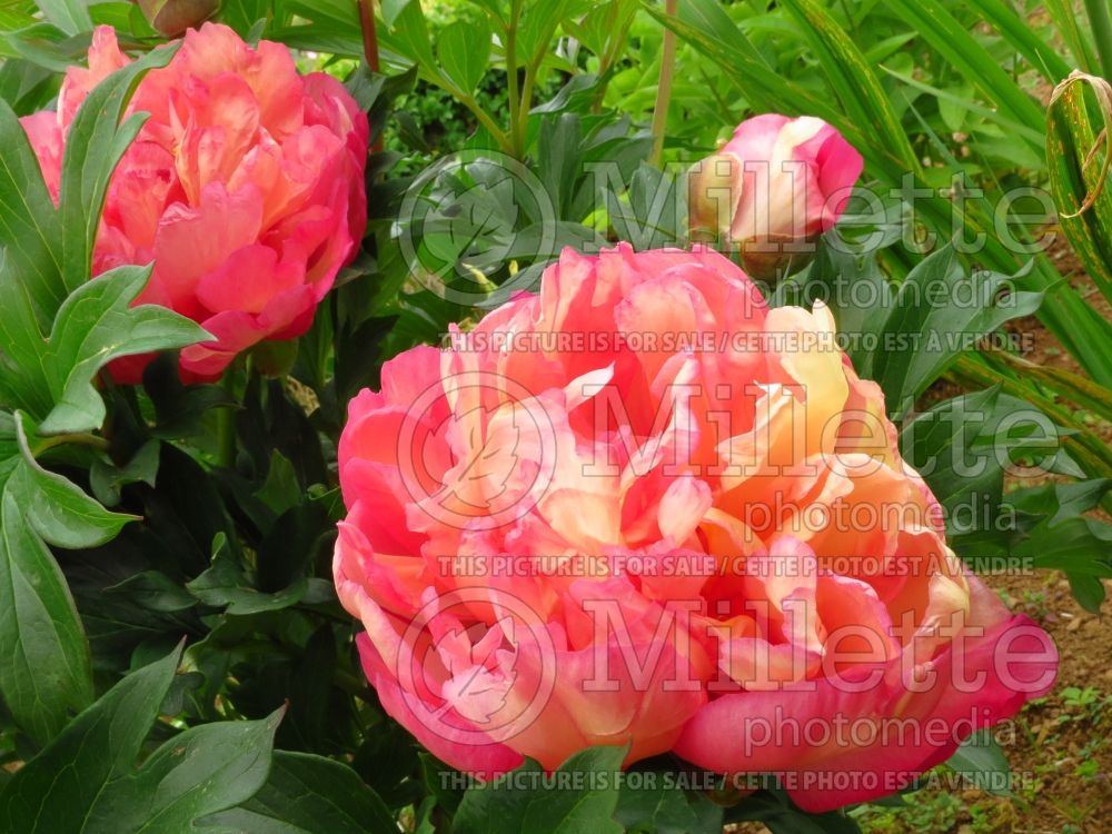 Paeonia Kopper Kettle (Peony) 14