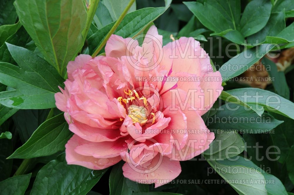 Paeonia Kopper Kettle (Peony)  7