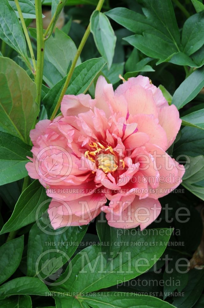 Paeonia Kopper Kettle (Peony)  6