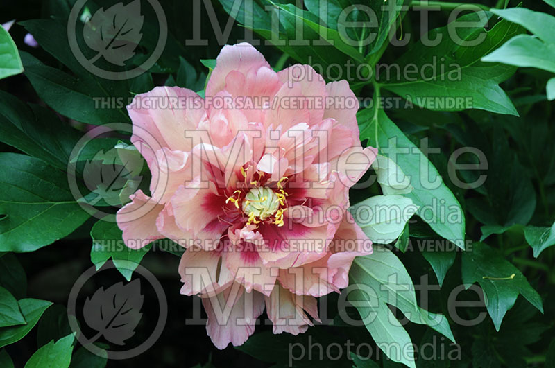 Paeonia Kopper Kettle (Peony)  3