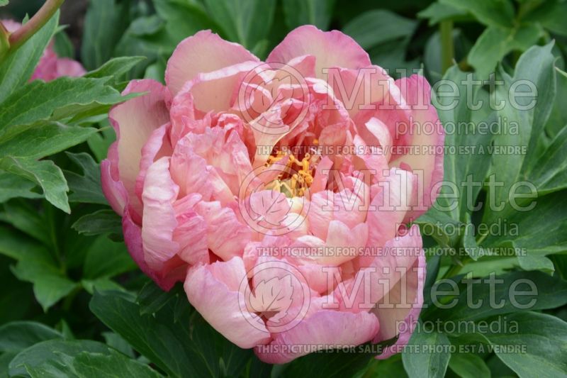 Paeonia Kopper Kettle (Peony) 11