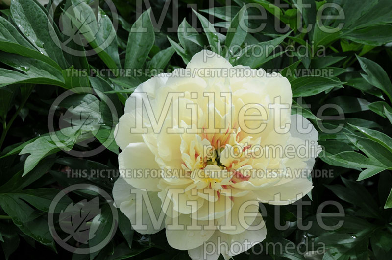 Paeonia Lemon Dream (Peony) 1 