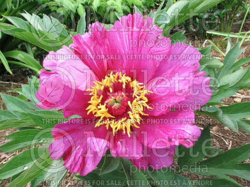 Paeonia Morning Lilac (Peony) 1