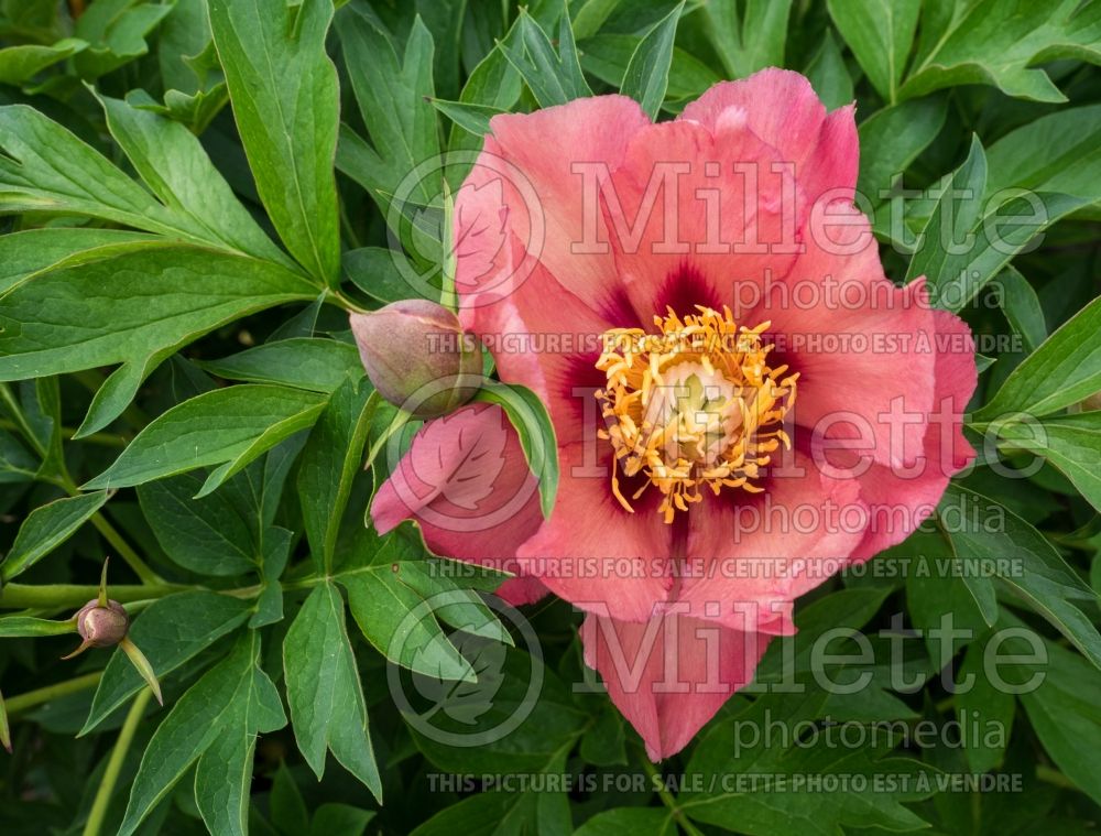 Paeonia Old Rose Dandy (Peony) 2 