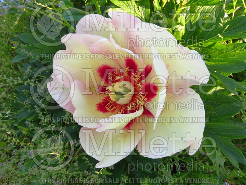 Paeonia Pastel Splendor (Peony) 1 