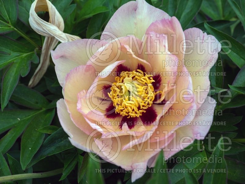 Paeonia Pastel Splendor (Peony) 3 