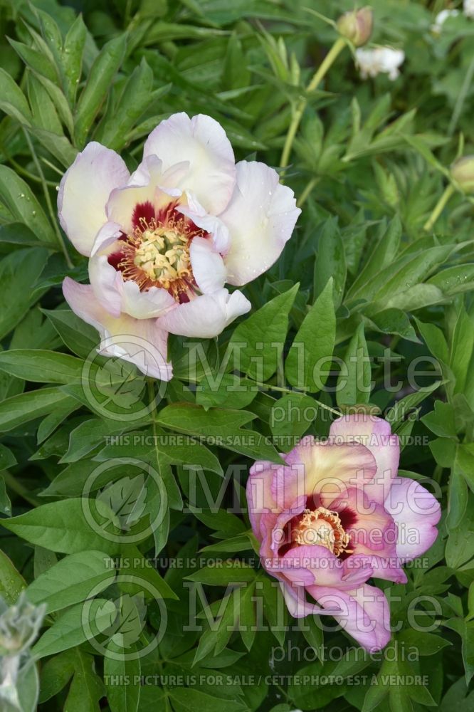 Paeonia Pastel Splendor (Peony) 2 