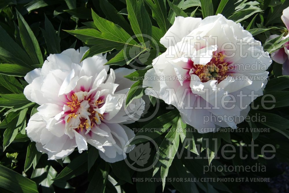 Paeonia Pastel Splendor (Peony) 4 