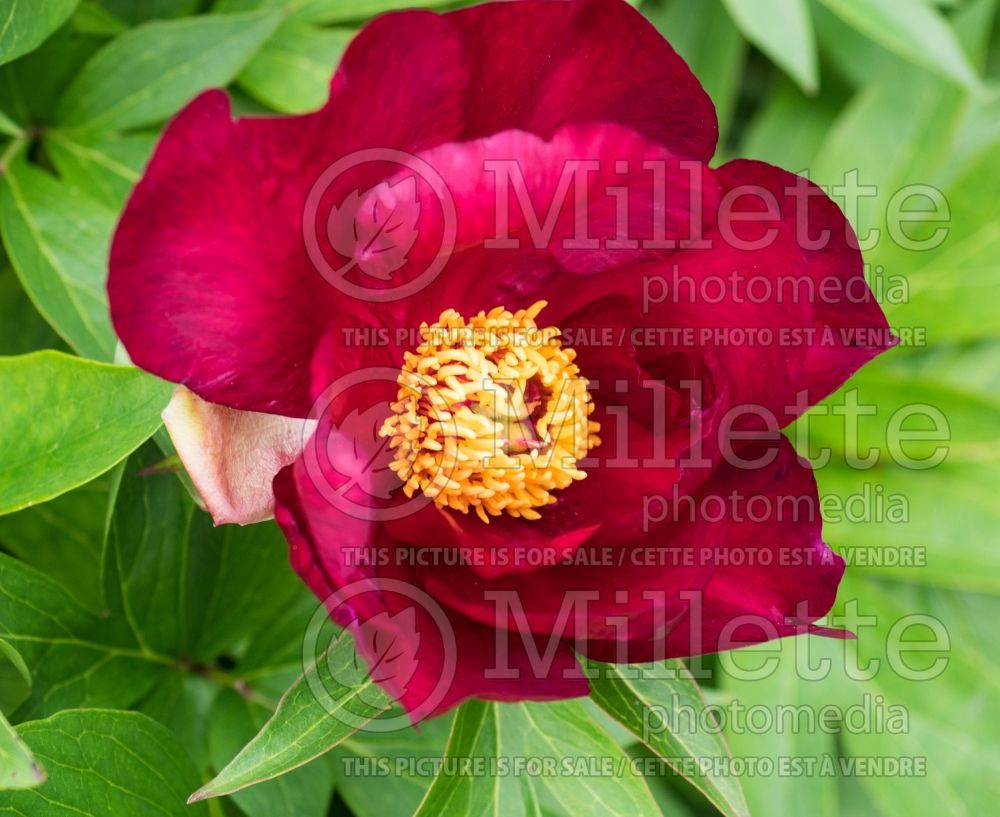 Paeonia Scarlet Heaven (Peony) 1 