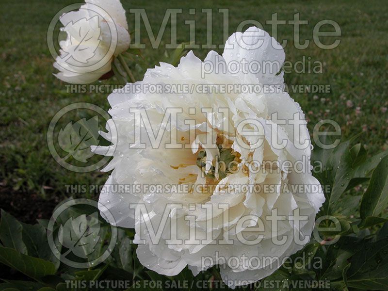 Paeonia White Emperor (Peony) 1 