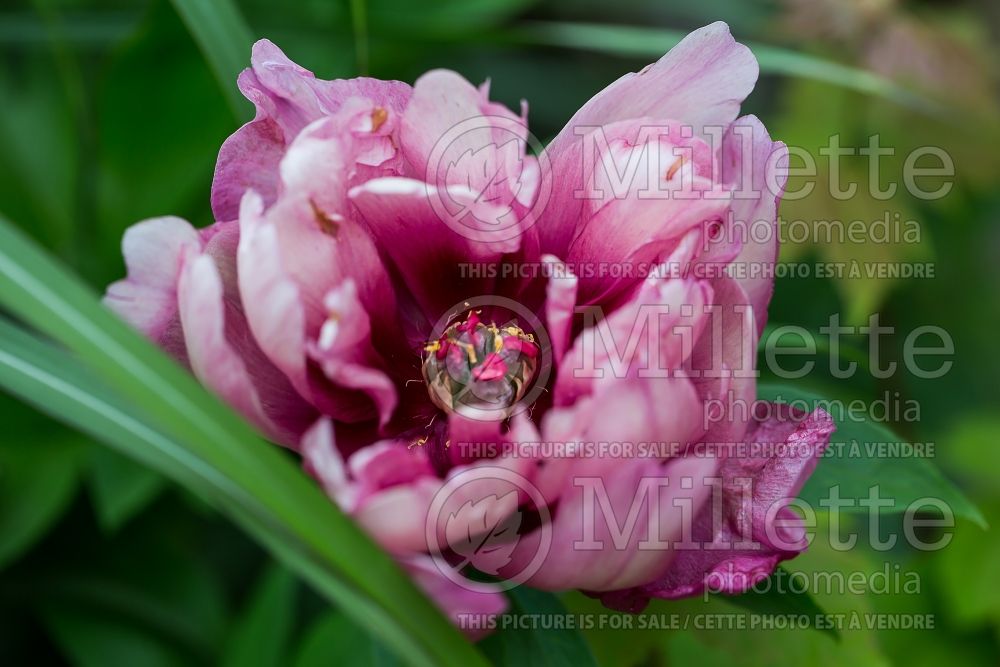 Paeonia Yankee Doodle Dandy (Peony) 1