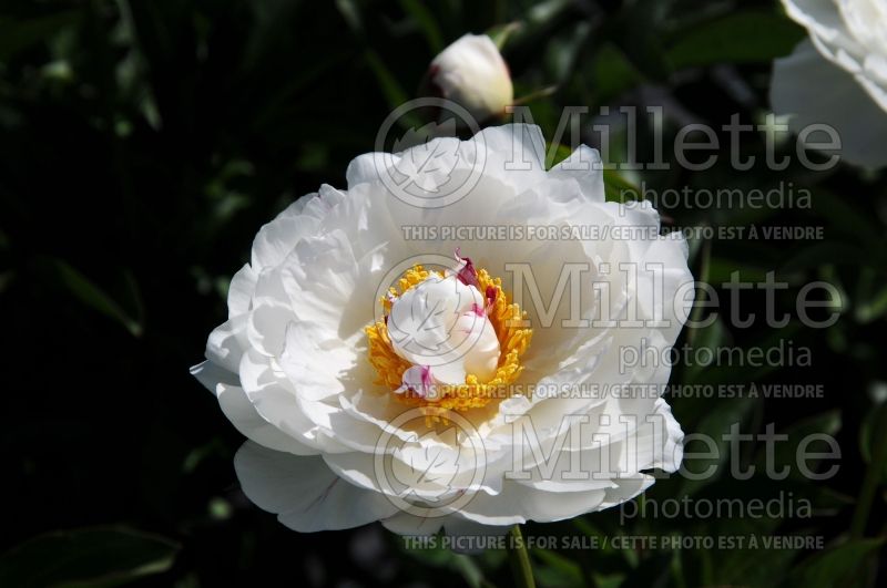 Paeonia Ivory Escort (Peony) 1 