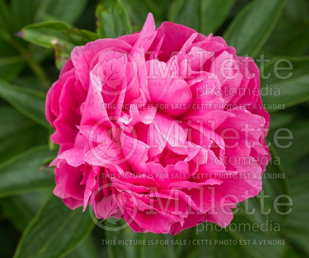 Paeonia Joker (Peony) 2  