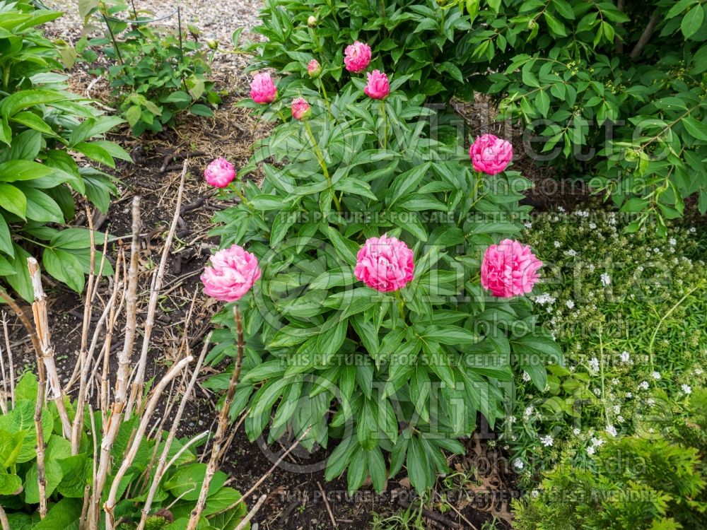 Paeonia Joker (Peony) 3  