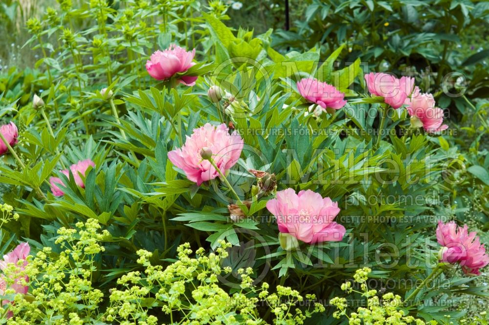 Paeonia Julia Rose (Peony) 5 