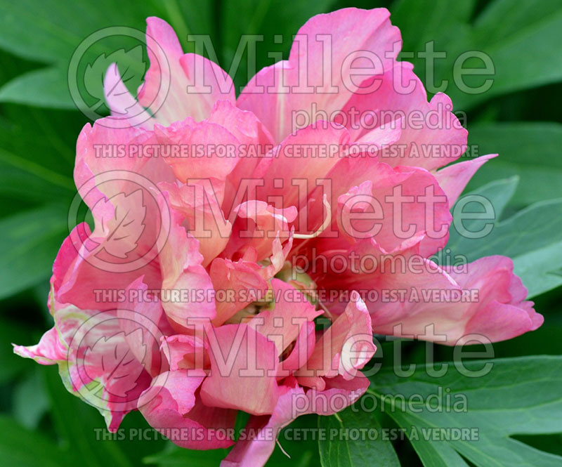 Paeonia Julia Rose (Peony) 1 