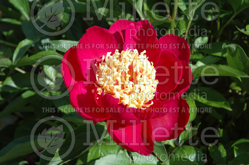 Paeonia Karl Rosenfield (Peony) 2 