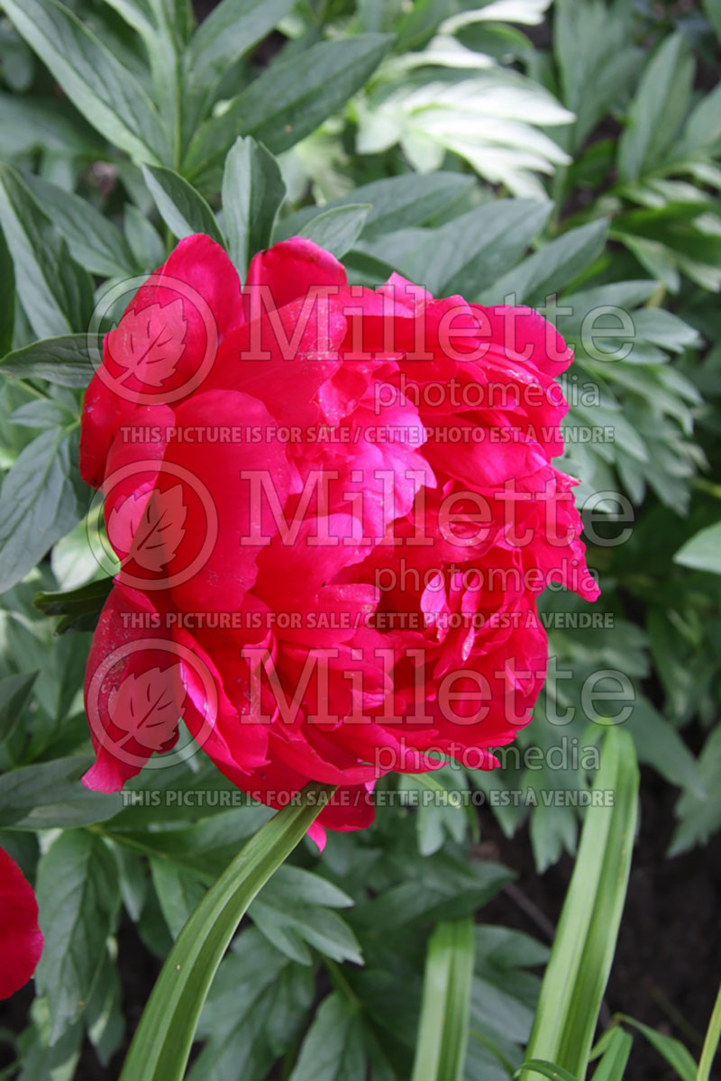 Paeonia King's Ransom (Peony) 1 