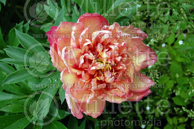 Paeonia Kopper Kettle (Peony) 10 