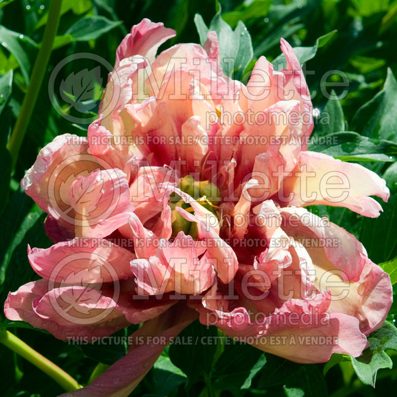 Paeonia Kopper Kettle (Peony) 12