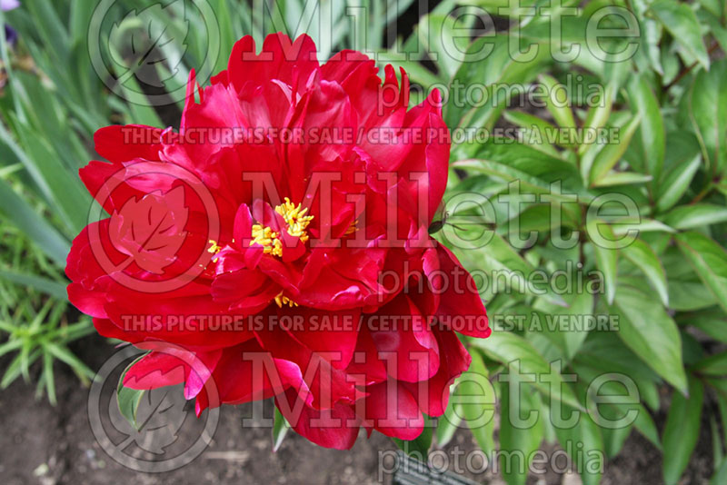 Paeonia Adolphe Rousseau (Peony) 1 