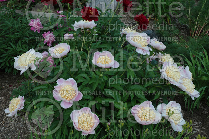 Paeonia Ama-no-Sode (Peony) 3 