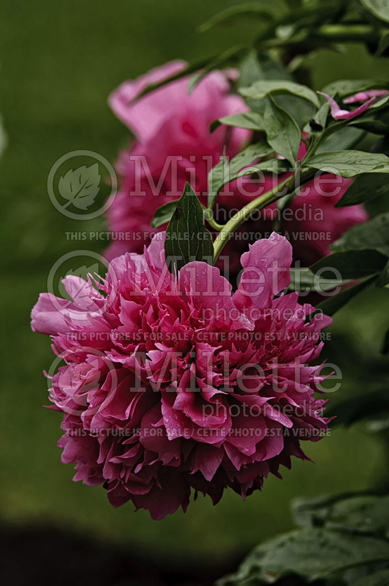 Paeonia Angelo Cobb Freeborn (Peony) 1 