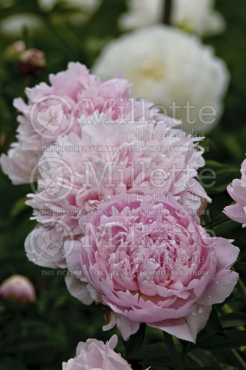 Paeonia Anne Bigger (Peony) 1 