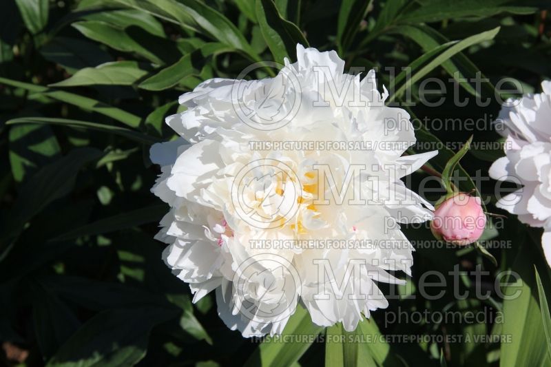 Paeonia Ave Maria (Peony) 2 