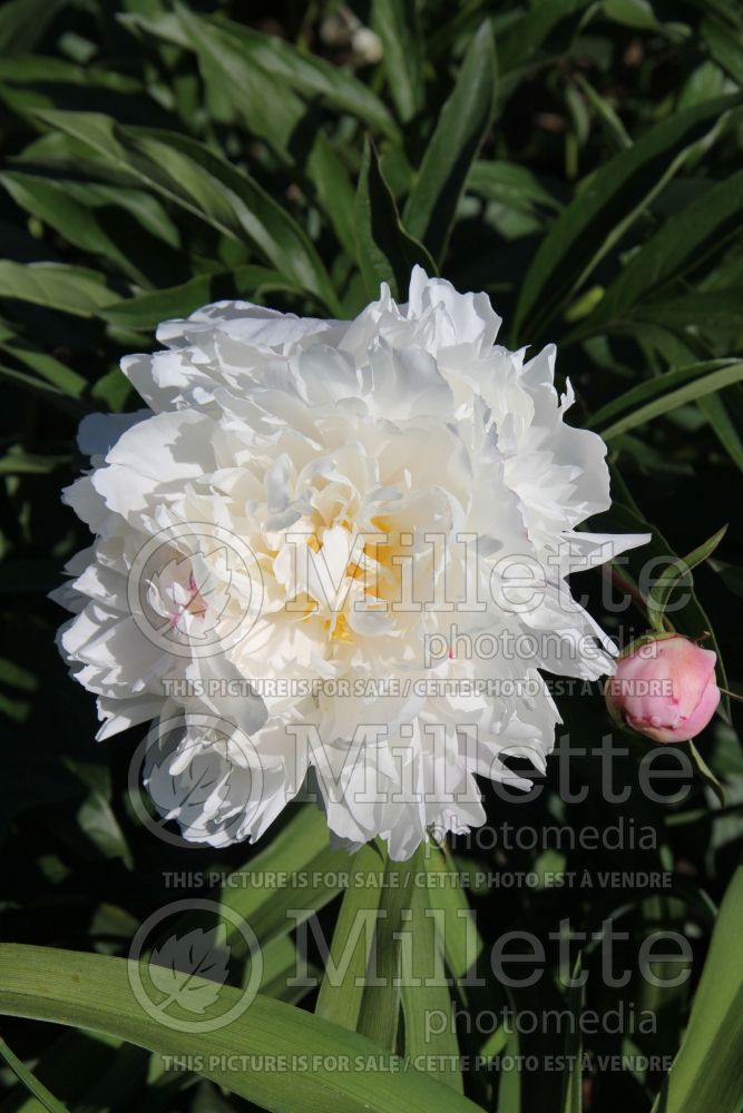 Paeonia Ave Maria (Peony) 3 