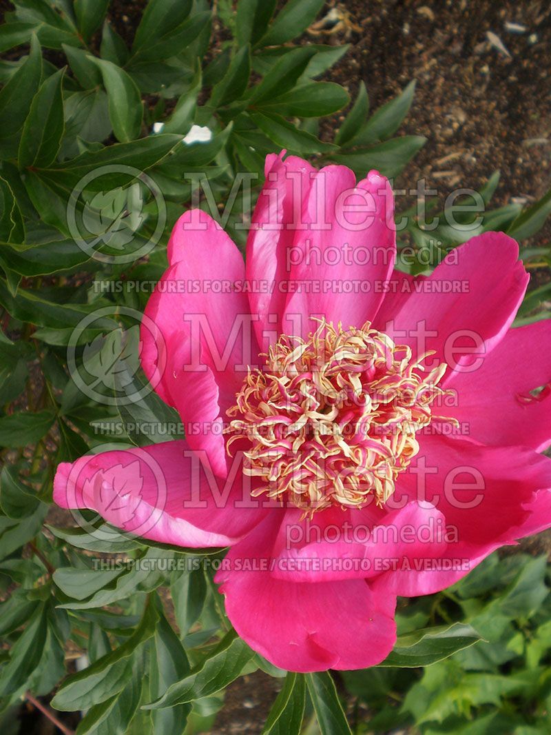 Paeonia Barrington Belle (Peony) 1