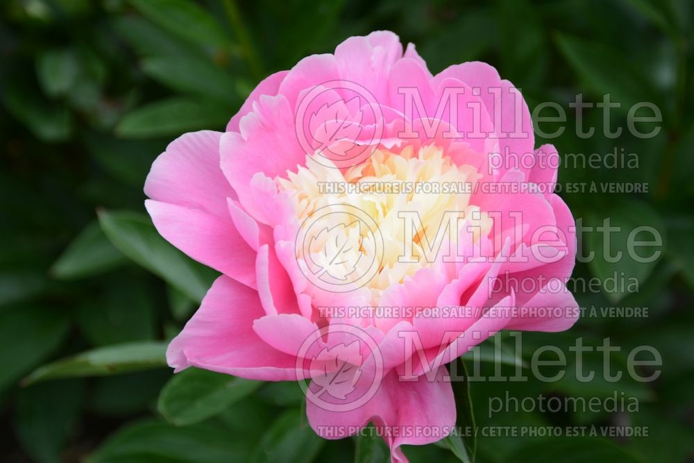 Paeonia Beautiful Senorita (Peony) 1 