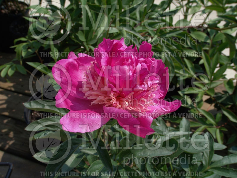 Paeonia Best Man (Peony) 2 