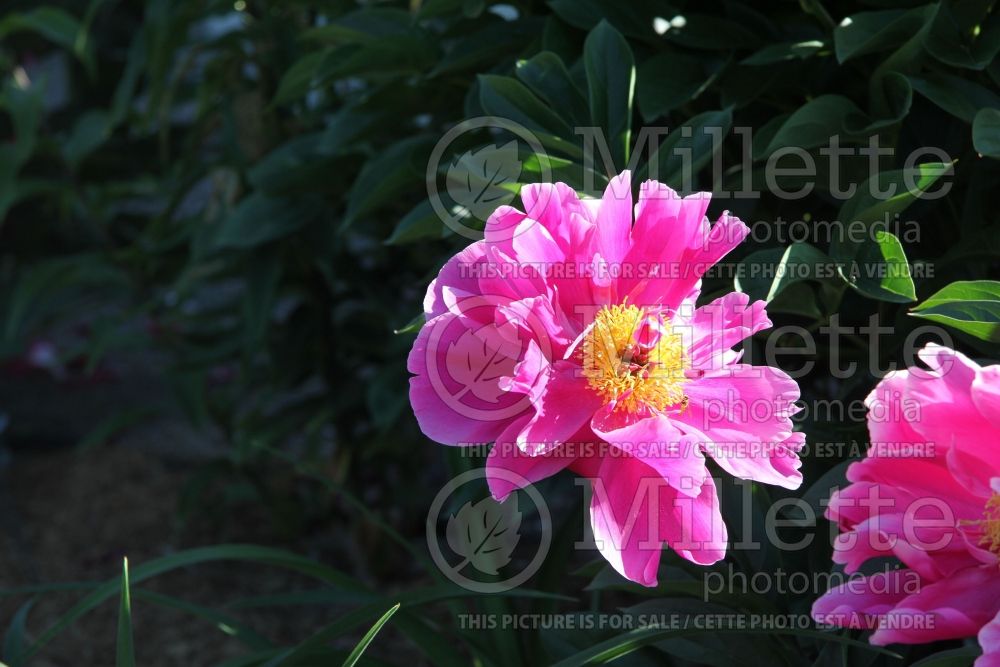 Paeonia Beyond Pluto (Peony) 2 