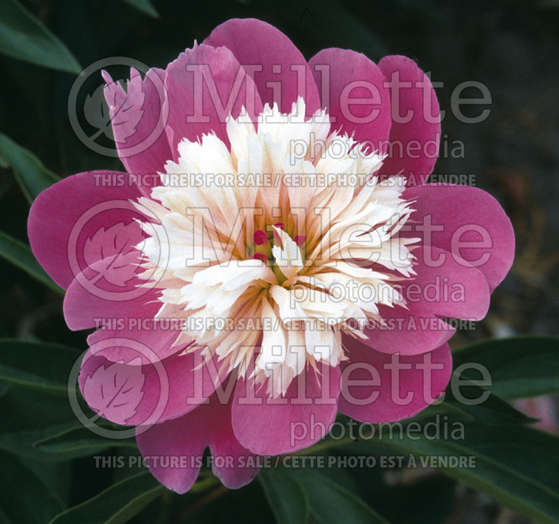 Paeonia Bowl of Beauty (Peony) 1 