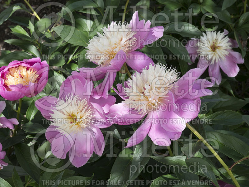 Paeonia Bowl of Beauty (Peony) 3 