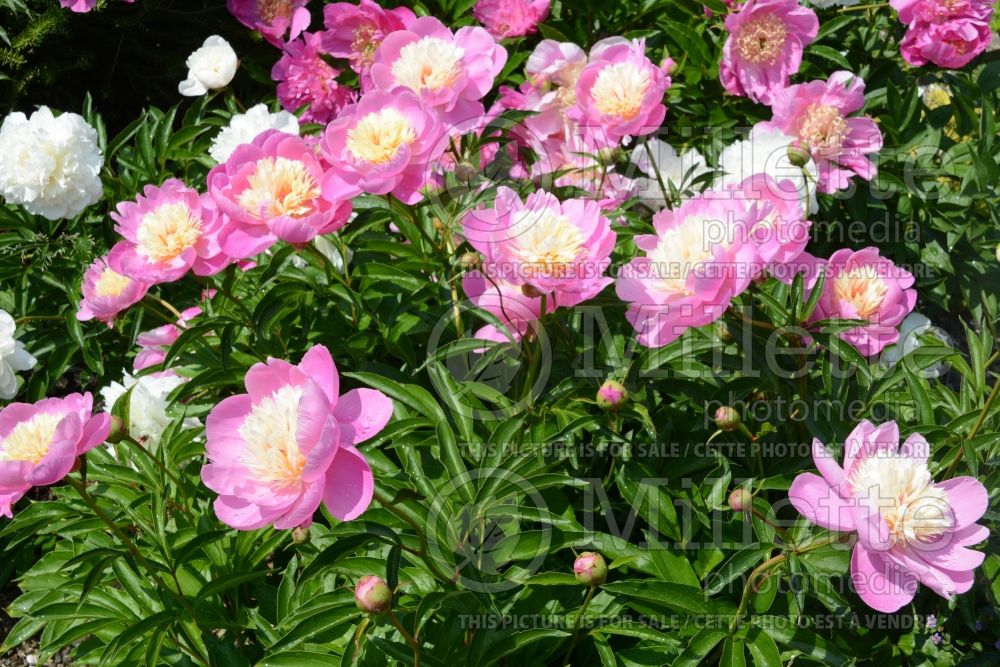 Paeonia Bowl of Beauty (Peony) 4 