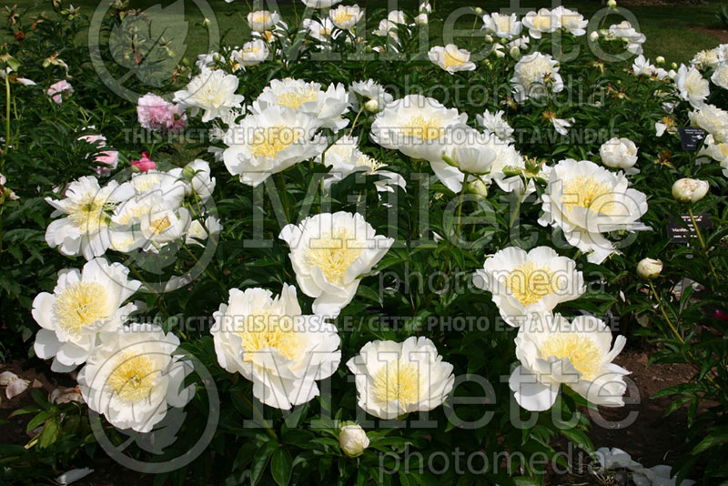 Paeonia Bride's Dream (Peony) 1 