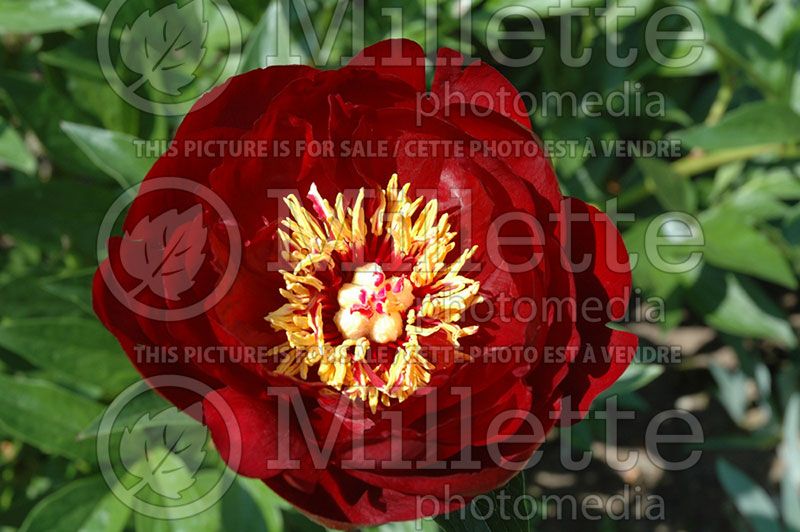 Paeonia Buckeye Belle (Peony) 2