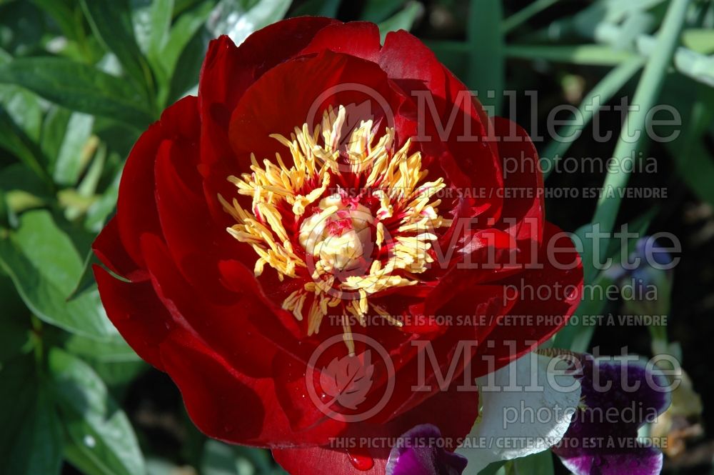 Paeonia Buckeye Belle (Peony) 3 